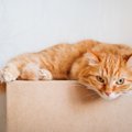 猫にとって『ストレスになる環境』とは？注意すべき4つのケース