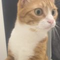 湯船に浸かっていると、ネコがやって来て…飼い主さんに見せた『可愛すぎる…
