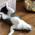 猫の警戒心を解く５つの方法