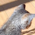 小さな子猫が真剣に見つめていたものとは……思わず笑みがこぼれる『可愛す…
