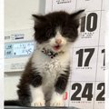 小さかった子猫が成長して…１年後に『同じ場所』で撮影した結果→劇的…