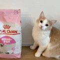 いつものキャットフードより『５倍も大きい袋』が出てきたら、子猫が……