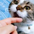 気に入らない！猫パンチしたり噛みついたりしちゃう猫さん！