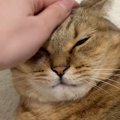 気持ちよさそうに撫でられていた猫→『ひげ袋』を触られると…まさかの豹変…