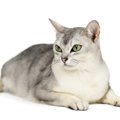 バーミラ｜猫種の特徴や性格、値段の相場から寿命まで解説