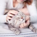 猫と人間はベストパートナー！お互いが得られるメリットとは？