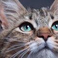 猫の顔から『オス・メス』を見分ける4つのポイント　実は性別ごとにこ…