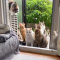 『保護猫大家族』の帰宅の瞬間…想像を遥かに超えてくる光景がすごすぎ…