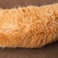 母に『海老天みたい』と言われた猫→AIで加工してみたら…爆笑の『仕上…