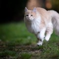 猫が排泄の後に家の中を走り回るのはなぜ？3つの理由