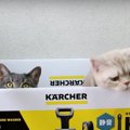 箱の中からひょっこり！猫ちゃんと一緒に高圧洗浄機を開封してみた♪