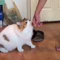 『思い出したニャ♪』久しぶりに再会した大好きな人に甘える猫くん