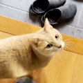 帰宅したパパを出迎える猫→なぜか脱衣所に案内され…甘えたくて見せた…