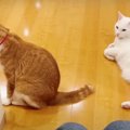 猫ちゃんの気まぐれに動揺が隠せないアニキ達