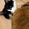 紙袋から顔だけ出していた猫→全く動かなくて…あまりにも『無』な様子に爆…