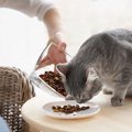 猫の自動給餌器を選ぶポイントとおすすめの商品