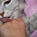 知ってた？猫に舐められる場所で違う７つの意味