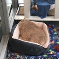 子猫を貰いにシェルターを訪れたカップルは巨大な体の猫を連れて帰っ…