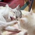 ベッドの上に集まった子猫たち→『にゃんプロ』が始まった結果…尊すぎ…