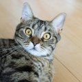 猫が『固まってしまう瞬間』4つ！そのときの心理状態とは…