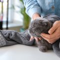 猫のドライシャンプー10選！老猫や水嫌いな猫におすすめな商品をご紹介