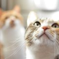 猫が『大嫌いなニオイ』3選！しつけ時に使用する方法とは