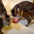 しっぽピーン！ウェットフードがうれしい猫ちゃんたち