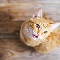 愛猫が『要求鳴き』をする原因5つ　あれして！これほしい！と言われた…