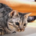 ハンモックを愛する運動しない猫ちゃんを遊びに誘うと…？