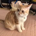 夜になると猫がうるさい…静かに過ごさせる対策４つ