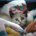 同日に別々の緊急依頼で保護された2匹の子猫。引き裂かれた運命…