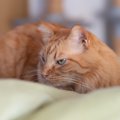 愛猫が突然甘えなくなった…考えられる理由3つと、もう一度仲良くなる…