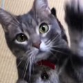 姉から『芸を頑張る猫』の様子が送られてきて…思わずニヤけた『可愛す…
