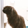『川に落ちていた黒猫』を救出→大事に育てた結果…当時とはまるで別猫な光…