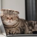 猫が引き起こす『パソコンのトラブル』3選　興味を持つ理由から飼い主…