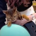 嫌な予感がするニャ…！キャリーに入って出発する猫ちゃんたち