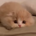 ふわふわの小さな子猫→飼い主さんに狙いを定めると…思わず笑みがこぼ…