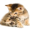 猫が『激しく爪を噛んでいる』4つの理由　ハンターとしての大切な習慣だっ…