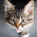 猫が話しかけてくるのはどんな時？６つの気持ち