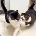 久しぶりに会えたのに、２匹のネコが兄弟喧嘩をしてしまい…夜になって…