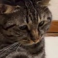 飼い主の足をチョンチョンと触っていた猫…見られていることに気づいた…