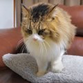 ふみふみに夢中な猫ちゃんにちょっかいをかけたら途中でやめる？やめ…