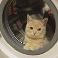 猫が洗濯機で事故を起こす！入ってしまう心理や予防の方法