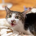 猫が「んーっ」と鳴くときって？4つのタイミングと意味を解説！