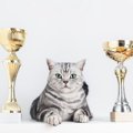 長生き猫さんに贈られる「長寿動物表彰」とは？対象になる猫や表彰し…