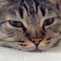 ぺたんと寝転んでツチノコのようになっていた猫→声をかけてみると…『可愛…