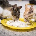 野良猫に餌付けすることの賛否と守るべきマナー