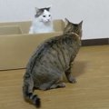 ボス猫同士の対決！けれど実際は…