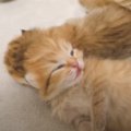 まだ目も開いていない『赤ちゃん猫』を見守っていたら…あまりにも尊す…