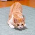 妹を捕まえたい姉猫→『臨戦態勢』に入って…まさかの『お尻フリフリ』に爆…